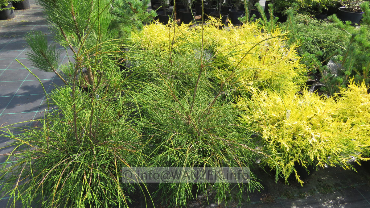 Thuja occidentalis Filiformis 80cm.JPG
